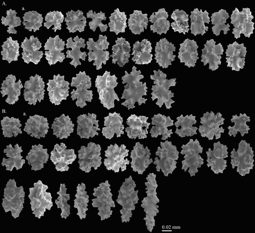 Figure 11. Hemicorallium guttatum sp. nov. Holotype, USNM 1072452: (A) Sclerites from cortex, (a) spherical 8-radiates; (B) sclerites from autozooid, (a) spherical 8-radiates.