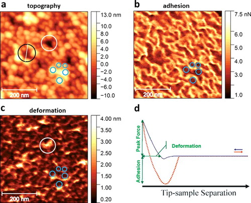Figure 3. (Colour online) Simultaneously acquired peakforce AFM images of graphene-covered nanoparticles after annealing. (a) Topography measured at a peakforce of 8 nN. (b) Adhesion. (c) Deformation. (d) Typical force-distance curve (after Ref. [Citation15]) indicating how adhesion and deformation data are extracted. Both the ‘approach’ (blue line) and the ‘withdraw’ (red dotted line) curves are displayed. Graphene is either directly supported by NPs (e.g. the areas denoted with blue circles in (a)–(c)) or it is suspended between them (e.g. the areas denoted with black (a) and white circles in (a) and (c)).