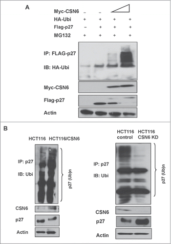 Figure 2. CSN6 increases p27 poly-ubiquitination. (A) 293T cells were transfected with indicated expressing plasmids. MG132 was added 6 h before they were harvested. The cell lysates was then immunoprecipitated with anti-Flag and immunoblotted with anti-HA antibody. Equal amount of whole cell lysates were immunoblotted with anti-myc or Actin. (B) HCT116 cells were transfected with CSN6 or knocked down with CSN6 shRNA. The cell lysates from indicated cells were immunoprecipitated with anti-p27 and immunoblotted with anti-ubiquitin antibody. Equal amounts of cell lysates were analyzed by IB with the indicated antibodies.