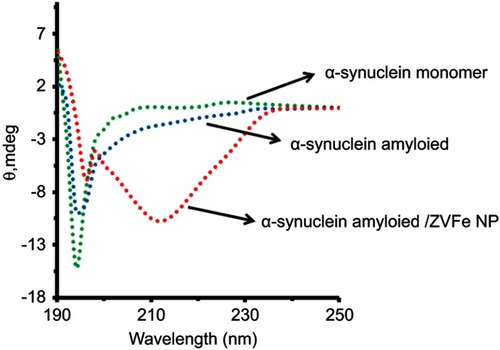 Figure 5 Effect of zero valent iron (ZVFe) NPs on the secondary structure of α-synuclein in the absence and presence of ZVFe NPs as detected by CD spectroscopy after 45 h.
