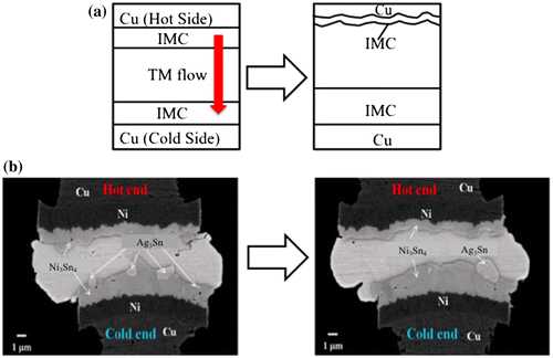 Figure 7. (a) Schematic illustration of the asymmetric growth of IMCs during thermomigration and (b) SEM images of the asymmetric growth of Ni3Sn4 IMCs under thermomigration conditions at the hot end (190°C) and cold end (100°C) for 150 h [Citation113].