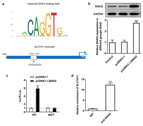 Figure 5. The relationship between SNAI2 and SLC7A11. (a) The potential binding site between SNAI2 and SLC7A11 promoter was predicted by JASPAR bioinformatics website (http://jaspar.genereg.net/). (b) SKOV3 cells were transfected with pcDNA3.1 or pcDNA3.1-SNAI2, and the protein expression level of SNAI2 was measured by Western blot. (c) SKOV3 cells were co-transfected with SLC7A11-WT/SLC7A11-MUT and pcDNA3.1 or pcDNA3.1-SNAI2 using Lipofectamine 3000, and the luciferase activity was examined using dual-luciferase reporter assay kit. ***p < 0.001 vs pcDNA3.1. (d) Chromatin immunoprecipitation (ChIP) assay was performed and the precipitated DNA was detected by qRT-PCR. ***P < 0.001 vs IgG.