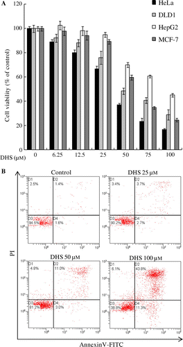 Fig. 2. Effects of DHS on cell viability in HeLa, DLD1, HepG2, and MCF-7 cells (A), and on apoptosis in HeLa cells (B).Note: Cells were treated with 0–100 μm DHS for 24 h. Values are expressed as mean ± SD.