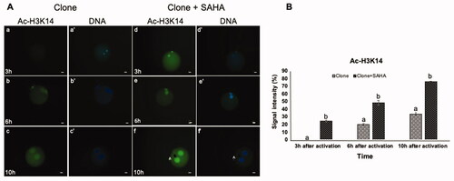 Figure 2. Dynamic modification of H3K14 acetylation in pseudo-pronuclei of cloned embryos. A. H3K14 acetylation of clone (a–c) and clone + SAHA (d–f) 3 h, 6 h and 10 h after activation. (a´–f´) DNA staining of the same oocytes is shown. The artifacts in these figures were shown with the letter A. Scale Bar: 10 µm. B. Quantitative data analysis using Image J also showed a significant increase in H3K14 acetylation in the clone + SAHA group 3, 6, and 10 h after activation (p < 0.05). Data were analyzed using T-test. Error bar; standard error of mean. (a,b) Significant differences between clone and clone + SAHA groups (p < 0.05).