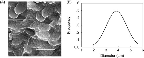 Figure 7. SEM image (A) and diameter distribution (B, Mean = 3.85, SD = 0.81) of chitosan-coated yeast-derived BSA microcapsules. Yeasts were treated with 2.0% NaOH.