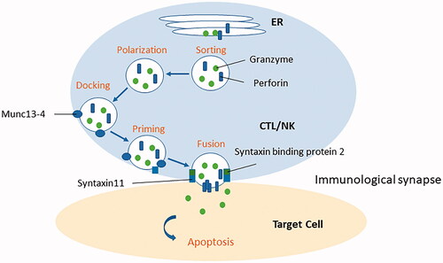 Figure 2. Granule-mediated cytolytic pathway. Primary hemophagocytic lymphohistiocytosis is caused by mutations, including the PRF1, UNC13D, STX11, and STXBP2 genes, which affect the granule-mediated cytolytic pathway in cytotoxic T lymphocytes and (NK) cells. Four steps are required for the release of cytotoxic granules: (1) sorting these proteins to the correct vesicle, (2) polarizing the vesicle to the immune synapse, (3) docking the vesicle with the plasma membrane, and (4) priming and fusing the vesicle. Munc 13-4 encoded by the UNC13D gene is necessary for priming. Syntaxin 11 encoded by the STX11 gene and syntaxin-binding protein 2 encoded by the STXBP2 gene is essential for fusion of the vesicle.