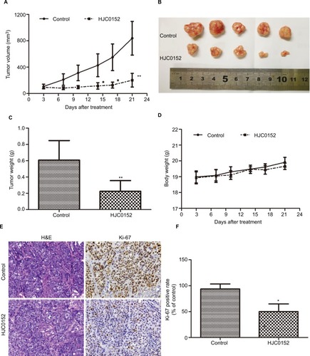 Figure 3 HJC0152 inhibits the growth of MKN45 xenografts in vivo.Note: (A) Tumor growth curves in different groups. (B) Representative pictures of tumor xenografts. (C) Tumor weights of different groups measured at the end of the experiment. (D) Body weight of HJC0152-treated and control groups. (E) Representative pictures of HE- and Ki-67-stained xenograft tissues. Magnification ×200. (F) The positive rate of Ki-67 in different groups. Three independent experiments were performed. *P<0.05, **P<0.01 vs control.