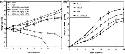 Figure 1. (A) Dose selection: The effect of varying concentrations of HEAM (50, 100, 200, 400 mg/kg body weight) and MNU on body weight of Balb/c mice were compared to control (PBS) during an 8-week period. A total of 100 mg/kg body weight dose was found suitable and was therefore retained for subsequent studies. (B) Effect of HEAM (100 mg/kg body weight) and MNU on body weight increase of balb/c mice Aegle Marmelos compared to control (PBS) for period of 28 weeks.