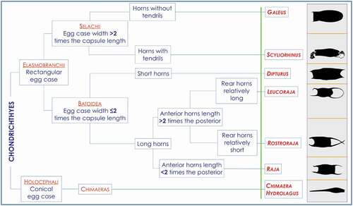 Figure 4. Simplified key for the correct identification at the genus level. The picture it is not a cladogram.
