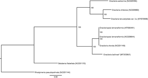 Figure 1. Phylogenetic tree (maximum likelihood) based on the complete plastid genome sequence of Gracilariaceae. The numbers along the branches are RAxML bootstrap supports based on 1000 nreps (<70% support not shown). The asterisks after species names indicate newly determined mitochondrial genomes.