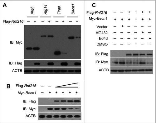 Figure 3. Inhibition of autophagy by RNF216 was mediated through BECN1. (A) Flag-Rnf216 and Myc-tagged plasmid (Atg5, Atg14, Tirap, Becn1) were used to transfect the 293T cells. Then the cells were lysed and subjected to immunoblotting, and the bands were visualized with an ECL chemiluminescence kit. (B) 293T cells were transfected with Becn1 combined with increased Rnf216, and subjected to immunoblotting for the corresponding proteins. (C) 293T cells transfected with Becn1 and Rnf216 were treated with MG132 or E64d, and lysed before being subjected to SDS-PAGE, followed by transferring to nitrocellulose membrane. Then the membrane was blotted with anti-Flag or -Myc antibody, and then incubated with HRP-conjugated secondary antibody. The bands were visualized with an ECL chemiluminescence kit. The images displayed were representatives from 3 independent experiments.