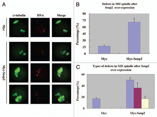 Figure 5 Overexpression of Senp2 impaired spindle organization in MII mature eggs. (A) MII spindle morphologies in Myc mRNA and Myc-Senp2 mRNA microinjection groups. After microinjection, GV oocytes were incubated in M16 medium with 2.5 µM milrinone for 5 h, then transferred to milrinone-free M16 medium for 14 h to fully mature into MII eggs and fixed immediately, followed by immunoflurescent analysis with anti-α-tubulin-FITC antibody (green) and PI (red). In the Myc mRNA microinjection group, normal MII spindles formed. In the Myc-Senp2 mRNA microinjection group, several forms of morphologically aberrant MII spindles were seen in mature eggs. Arrow head, multipolar spindle; arrows, microtubule bundles connecting MII spindles and the first polar bodies. PB, first polar body, Bar = 20 µm. Three independent experiments were performed and representative images are shown. (B) The rate of abnormal MII spindles was recorded in the Myc mRNA microinjection group and the Myc-Senp2 mRNA microinjection group. Data are presented as mean percentage (mean ± SEM) from three independent experiments *p < 0.05. (C) The rates of the main forms of defects in MII spindles were recorded in the Myc mRNA microinjection group and the Myc-Senp2 mRNA microinjection group. Blue: MII spindles with defective morphology; purple: MII spindles with branched microtubule bundles connecting the first polar body; Yellow: MII spindles with both of the above defects. Data are presented as mean percentage (mean ± SEM) from three independent experiments *p < 0.05.