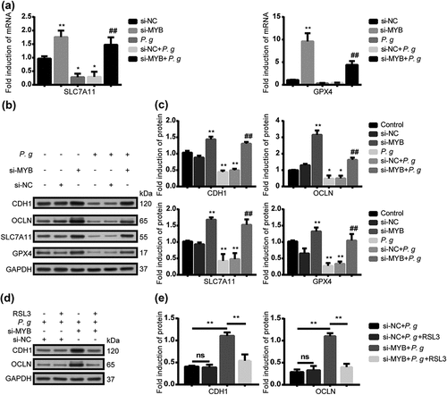 Figure 5. P. gingivalis impaired the epithelial junction proteins mediated by ferroptosis via MYB/SLC7A11/GPX4. (a) The mRNA level of SLC7A11 and GPX4 in HIOECs treated with P. gingivalis at MOI of 50 with the interference of si-NC or si-MYB by qRT-PCR analysis. (b) Western blot of CDH1, OCLN, SLC7A11 and GPX4 in HIOECs treated with P. gingivalis at MOI of 50 with the interference of si-NC or si-MYB. (c) Analysis of protein expression level of CDH1, OCLN, SLC7A11 and GPX4. (d) Western blot of CDH1 and OCLN in HIOECs treated with P. gingivalis at MOI of 50 with the interference of si-NC or si-MYB. After transfection with siRNA, the cells were pretreated with or without GPX4 inhibitor RSL3 (1 μM) for 2 h before P. gingivalis infection. (e) Analysis of protein expression level of CDH1 and OCLN. Data are presented as mean ± SD, n = 3, repeated three times. P. g, P. gingivalis; *P < 0.05, **P < 0.01 vs control, ## P < 0.05 vs P. gingivalis.