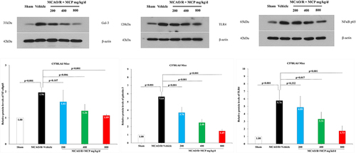 Figure 10 The effects of MCP on TLR4, NF-κBp65, and galectin-3 in cerebral cortex after MCAO/R injury. Western blot analysis showed that MCP treatment reduced the expression of TLR4, NF-κBp65, and galectin-3 in C57BL/6J mice at 1 day after MCAO/R operation. Proteins had been normalized to β-actin. MCAO/R indicates middle cerebral artery occlusion/reperfusion; MCP, modified citrus pectin. Data are mean ± standard deviation, and n=3 per group.