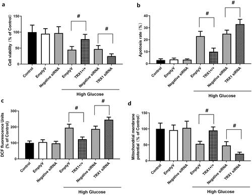 Figure 6. Effect of TRX1 overexpression or siRNA on cell viability, apoptosis, ROS levels and mitochondrial membrane potential in Müller cells. Figure 6(a) shows the effect of TRX1 overexpression or siRNA on cell viability. Figure 6(b) shows the effect of TRX1 overexpression or siRNA on cell apoptosis. Figure 6(c) shows the effect of TRX1 overexpression or siRNA on ROS levels. Figure 6(d) shows the effect of TRX1 overexpression or siRNA on mitochondrial membrane potential. TRX1: thioredoxin1; ROS: reactive oxygen species. #p < 0.05 between groups. N = 12.