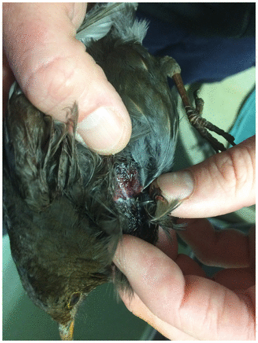 Injury visible with some blood loss. Photo courtesy of Vale Wildlife Hospital.