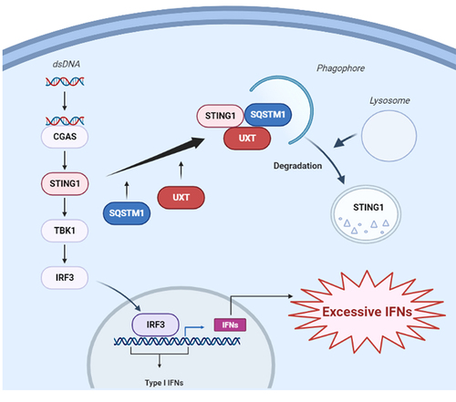 Figure 8. The working model of the negative regulation of CGAS-STING1 signaling pathway by UXT.