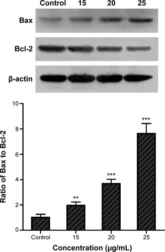 Figure 3 Effects of TBMS1 on the expression levels of the Bcl-2 family determined via Western blot analysis.