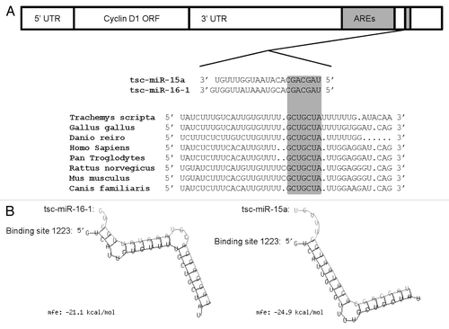Figure 3. Theoretical binding of microRNA-16–1 and microRNA-15a to a conserved region in the 3′ UTR of the turtle cyclin D1 gene. (A) Conservation analysis of the microRNA-16–1/-15a binding site in the cyclin D1 gene from the red-eared slider turtle (Trachemys scripta elegans), chicken (Gallus gallus), zebra fish (Danio rerio), human (Homo sapiens), common chimpanzee (Pan troglodytes), brown rat (Rattus norvegicus), house mouse (Mus musculus) and domestic dog (Canis familiaris).The seed region sequence (shaded) shows 100% conservation between the eight sequences. (B) Predicted binding structures of both tsc-miR-16–1 and tsc-miR-15a when binding to the 3′UTR of T. s. elegans cyclin D1, as determined from the RNAhybrid program.