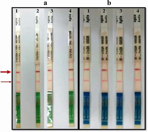 Figure 5. Immunostrip or dipstick assay. (a)Detection of Cry1Ac protein. The upper dark red line is the control line; Lower faint line shows a positive test line. (b) Detection of Cry2A protein. The upper dark red line is the control line; Lower faint line shows a positive test line