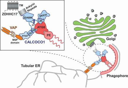 Figure 1. Role of CALCOCO1 during Golgiphagy. Upon nutrient stress, CALCOCO1 mediates the degradation of Golgi fragments through interaction with the Golgi-localized transmembrane palmitoyl transferase ZDHHC17. CALCOCO1 binds to the ankyrin repeats of ZDHHC17 (or ZDHHC13) via its zDABM motif and recruits the autophagy machinery via LIR-LDS- and UIR-UDS-mediated interactions with Atg8-family proteins (ATG8) to initiate phagophore formation. The Golgi fragments are subsequently sequestrated within autophagosomes and degraded when the autophagosomes fuse with lysosomes. The dual ability of CALCOCO1 to also degrade ER via FFAT-motif interactions with ER-localized VAP proteins is also indicated