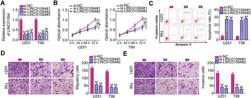 Figure 2 Long intergenic non-protein coding RNA 1094 (LINC01094) depletion inhibits the proliferation, migration, and invasion and promotes the apoptosis of U251 and T98 glioblastoma cell lines in vitro. (A) Quantitative reverse transcription polymerase chain reaction (RT-qPCR) was performed to assess the efficiency of transfection with small interfering RNAs specific for LINC01094 (si-LINC01094) or negative control (NC) siRNA (si-NC). (B) Cell Counting Kit-8 assay was performed to analyze the proliferative abilities of U251 and T98 cells after LINC01094 knockdown. (C) Flow cytometry was performed to evaluate the frequency of apoptosis in si-LINC01094-transfected or si-NC-transfected U251 and T98 cells. (D, E) U251 and T98 cells were subjected to migration and invasion assays after transfection with si-LINC01094 or si-NC. *P < 0.05 and **P < 0.01.