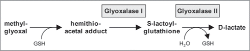 Figure 2 A proposed model for the action of glyoxalase I and II in detoxification. See text for a description of the pathway. GSH, reduced glutathione (γ-L-glutamyl-L-cysteinyl-glycine).