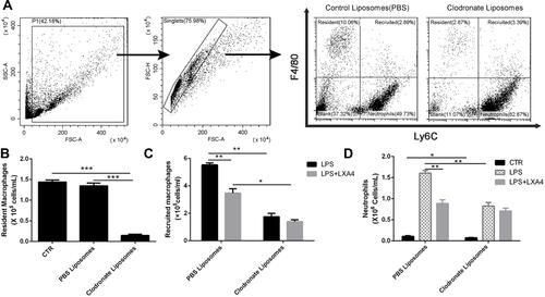 Figure 2 LXA4-mediated reduction in LPS-induced recruited macrophage and neutrophil infiltration depends on resident macrophages. Resident alveolar macrophages were depleted by intratracheal administration of 50 µL clodronate liposome (A). On day 3, when resident macrophages were most depleted (B), LXA4 (0.1 µg/mouse) was administered 10 min after LPS (1 mg/kg) stimulation and 24 hours later the numbers of recruited macrophage (C) and neutrophil (D) in the BAL fluid were measured by flow cytometry. The data are presented as the mean ± SEM, n =6- 9. *p<0.05, **p<0.01,***p<0.001.