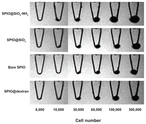 Figure 5 Gradient echo MRI images of mouse mesenchymal stem cell pellets labeled with SPIO nanoparticles (4.5 μg Fe/mL) in Eppendorf tubes with culture medium.Notes: The cell number in each Eppendorf tube was 0, 1 × 103, 3 × 103, 6 × 103, 1 × 104, 3 × 104, 6 × 104, 1 × 105, or 3 × 105. For all cell pellets, SPIO@SiO2-NH2 nanoparticle-labeled cells had strongest MRI signal void. For the cell pellets of 10,000 cells, bare SPIO nanoparticle-labeled cells were not detectable.Abbreviations: MRI, magnetic resonance imaging; SPIO, superparamagnetic iron oxide; SPIO@SiO2-NH2, aminosilane-coated SPIO nanoparticles; SPIO@SiO2, SiO2-coated SPIO nanoparticles; SPIO@dextran, dextran-coated SPIO nanoparticles.