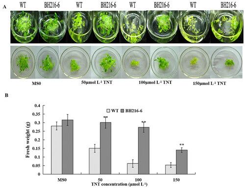 Figure 4. Growth of wild-type and transgenic line in liquid medium. (a) Thirty seedlings grown in MS solid medium for 2 weeks were transferred to MS liquid medium in flasks containing 0, 50, 100 and 150 μmol L−1 TNT. (b) Increased fresh weights of seedlings in the individual flasks in the above treatment. The data represent mean values ± SD (n = 3).