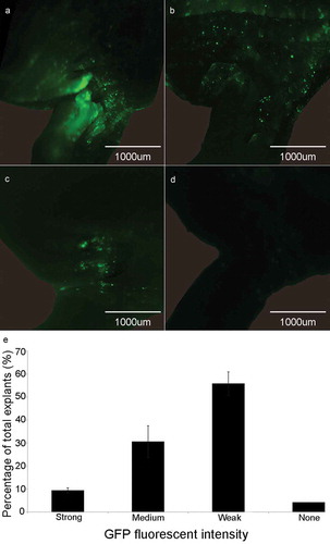Figure 1. GFP signal detection in the cotyledonary explants at co-cultivation stage. (a) Explant with strong fluorescence signal. (b) Explant with medium fluorescence signal. (c) Explant with weak fluorescence signal. (d) Explant with none fluorescence signal. (e) Rate of different fluorescence signal intensity (%) = (the number of explants with strong, medium, weak or none fluorescence signal/total number of explants) × 100%. Results are expressed as mean ± standard error. The experiments were repeated three times with 200 explants for each replicate.