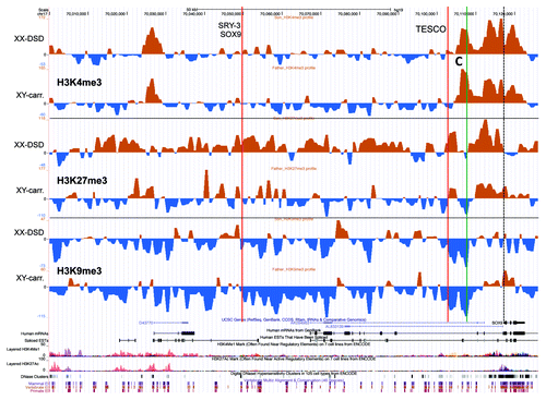 Figure 3. A UCSC genome browser panel with custom tracks displaying the signal-to-input chromatin profiles (H3K4me3, H3K27me3, and H3K9me3) of the XX-DSD case (upper profiles) compared with his RevSex duplication-carrier father (lower profiles) in the area from SOX9 and 120 kb upstream (70 000–70 126 kb from 17pter, hg19). The red line called TESCO corresponds to the position of the TESCO-ECR (70 103 197–70 103 373 bp from 17pter, hg19), the green line marked C to DMR3 in Table 1, and the dashed line the start of the SOX9 gene. The same position marks and more detailed explanations can be found in Figure 5.
