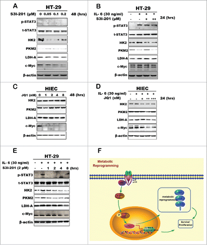 Figure 4. Protein expression analysis of the key glycolytic enzymes after inhibition of stat3/c-Myc signaling. (A) The expression of phos-STAT3, c-Myc, LDHA and HK2 were inhibited by STAT3 inhibitor S3I-201. (B) HT-29 cells first treated with IL-6 in advance to activate c-Myc and phos-STAT3 expression. Then glycolytic enzymes protein expression was detected after S3I-201 treatment. (C and D) c-Myc expression was inhibited by Myc inhibitor JQ1 in HIEC, then analyzed the key enzymes expression with JQ1 only or combined with IL-6 respectively. (E) S3I-201 blocked c-Myc and glycolytic enzymes expression within a short time after cells pre-treated IL-6 in 12 hours. (F) A scheme of the mechanism involved in the inflammation-induced metabolic reprogramming.