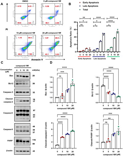 Figure 7. Compound 19f induces apoptosis in BT-549 cells. (A) BT-549 cells were treated with 5, 10, 20 μM compound 19f for 48h, the apoptosis ratio was measured by Annexin V-PI staining. (B) Relative apoptosis ratio was quantified with GraphPad Prism 8. *p < 0.05; **p < 0.01; ****, p < 0.0001, ns, no significance, compared with the control group. (C-D) BT-549 cells were treated with 5, 10, 20 μM compound 19f for 48h, the expression level of Bax, Bcl-2, Caspase-3, Caspase-8, Caspase-9, and PARP were detected by western blot. ns, no significance; *p < 0.05; **p < 0.01; ***p < 0.001; ****p < 0.0001, compared with the control group.