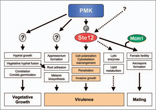 Figure 2 Model for the role of Ste12 in fungal plant pathogens. Ste12 regulates mating, penetration and invasive growth downstream of PMK, whereas the remaining PMK-controlled functions are mediated by other unknown transcriptional regulators. Additional pathways may also regulate Ste12 activity. Invasive growth and penetration functions mediated by Ste12 play key roles in fungal virulence on plants.