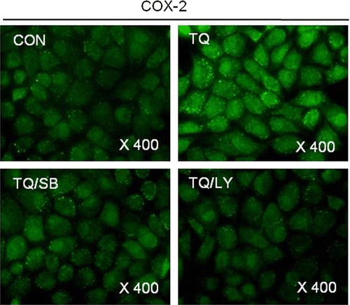 Figure 4.  Thymoquinone (TQ)-caused COX-2 expression is inhibited by inhibiting PI3K/p38 kinase in MDA-MB-231 cells. MDA-MB-231 cells were untreated or treated with 30 µM TQ for 24 h in the absence or presence of SB203580 (SB) or LY294002 (LY). Expressions of COX-2 were detected by immunofluorescence staining. The data are typical results from four independent experiments with similar results.