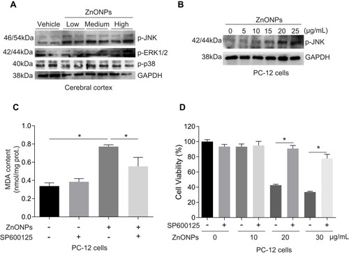 Figure 8 Activation of JNK pathway involved in ZnONPs-induced ferroptotic cell death. After treatment of mice with ZnONPs, cerebral cortex tissues were collected at post-exposure day 3. The protein expressions of p-JNK, p-ERK1/2 and p-p38 were assessed by Western blot. (A) Representative Western blot reflecting p-JNK, p-ERK1/2 and p-p38 protein levels in mouse cerebral cortex tissues. PC-12 cells were treated with different concentrations of ZnONPs (0, 5, 10, 20 and 25 μg/mL) and the protein expression of p-JNK was determined. (B) Representative Western blot reflecting p-JNK protein levels. GAPDH was served as loading control. SP600125 was a specific inhibitor of p-JNK. After treatment of SP600125 (10 μM) with or without ZnONPs, the MDA contents and cell viability were measured. (C) Effects of SP600125 on the contents of MDA in absence and presence of ZnONPs. (D) Effects of SP600125 on the cell viability in absence and presence of ZnONPs. Data were derived from at least three independent experiments and were reported as mean ± SD. *Denoted P< 0.05.