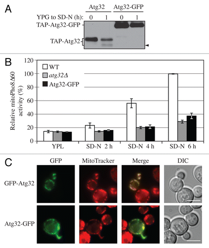 Figure 2. C-terminal tagging of Atg32 interferes with its processing and mitophagy. (A) Strains expressing GAL1 promoter-driven TAP-Atg32 (KWY100) and TAP-Atg32-GFP (KWY110) were cultured as in Figure 1A. Proteins were monitored by immunoblotting with an antibody that detects PA. (B) Wild-type (WT; KWY90), atg32∆ (KWY22), and Atg32-GFP (KWY121) strains expressing mitoPho8∆60 were grown in YPL and shifted to SD-N for the indicated times. Samples were collected and protein extracts were assayed for mitoPho8∆60 activity. The results represent the mean and standard deviation (SD) of three independent experiments. (C) Strains expressing GAL1 promoter-driven N-terminal GFP-tagged Atg32 (KWY111) and C-terminal GFP-tagged Atg32 (KWY121) were cultured in YPGal to mid-log phase and stained with the mitochondrial marker MitoTracker Red. The localization of GFP and MitoTracker Red were visualized by fluorescence microscopy. DIC, differential interference contrast. Scale bar: 5 µm.