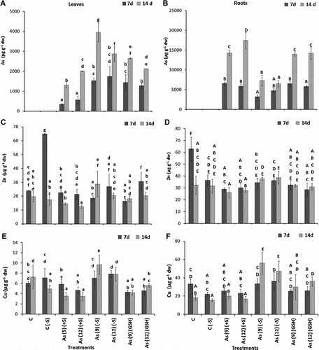 Figure 1.  Levels of As (µg g−1 dw) in the leaves (A) and roots (B), Cu in the leaves (C) and roots (D), Zn in the leaves (E) and roots (F) of Zea mays treated with arsenate and different levels of sulfur. All values are mean of four replicates±SD. Bars marked with same letters are not significantly different (Duncan's test, p<0.05).