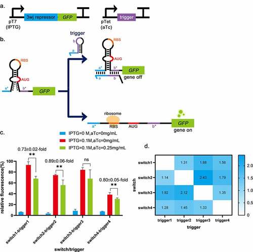 Figure 2. Three-way-junction repressors validation. a, The circuits for the 3WJ repressor and the trigger RNA. b, The schematic of the 3WJ repressor. c, The fluorescence differences between the groups without trigger expression (IPTG = 0.1 mol/L, aTc = 0 mg/mL) and the groups with trigger expression (IPTG = 0.1 mol/L, aTc = 0.25 mg/mL). The groups without switch and trigger expression (IPTG = 0 mol/L, aTc = 0 mg/mL) are control. The fluorescence differences of switch1-trigger1 is 0.73 ± 0.02-fold, switch2-trigger2 is 0.89 ± 0.06-fold and switch4-trigger4 is 0.80 ± 0.05-fold. While switch3-trigger3 was not investigated because the induction of the trigger3 did not significantly decrease the induced fluorescence intensity. ** indicates P < 0.01 through One-Way ANOVA analysis. ns: not significant. d, Cross-talk was determined by dividing the arithmetic mean of the GFP fluorescence intensity from a given trigger switch pair by the arithmetic mean of the GFP fluorescence intensity for the cognate trigger switch interaction. GFP fluorescence intensity was measured from n = 9 biologically independent samples.