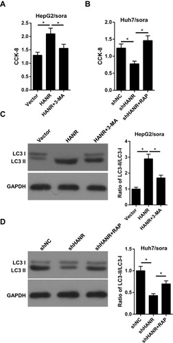 Figure 2 Inhibition of autophagy reduces HANR-regulated sorafenib resistance of HCC cells. (A) CCK-8 assay shows the cell viability of HepG2/sora cells transfected with vector, HANR and HANR+3-MA. (B) CCK-8 assay shows the cell viability of Huh7/sora cells transfected with shNC, shHANR and shHANR+RAP. (C) Western blotting shows the LC3-II/LC3-I protein ratio in HepG2/sora cells transfected with vector, HANR and HANR+3-MA. (D) Western blotting shows the LC3-II/LC3-I protein ratio in Huh7/sora cells transfected with shNC, shHANR and shHANR+RAP. The data were presented as mean ± SD (*P < 0.05).