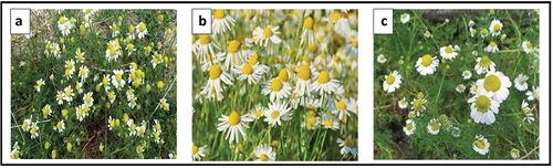 Figure 1. (a) Matricaria chamomilla L. Habit (b) Flowers (c) Flower and Leaf Morphology.