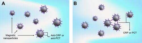 Figure 2 Illustration of the association between CRP and PCT and magnetic nanoparticles coated with anti-CRP or anti-PCT antibodies in the IMR assay. (A) Under the applied external alternating current magnetic fields, the magnetic nanoparticles oscillated and spun individually. (B) The magnetic nanoparticles became larger and clustered after binding with CRP or PCT, and thus oscillated and spun much slower than the original individual magnetic nanoparticles.
