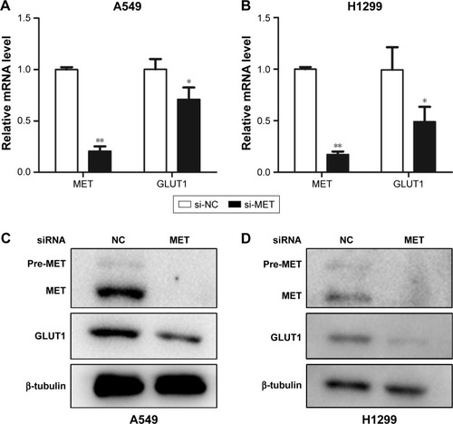 Figure 5 Graphs show influence of MET on expression of GLUT1 in lung adenocarcinoma cells. (A and B) Influence of MET on the mRNA levels of GLUT1 in (A) A549 and (B) H1299 cells. MET knockdown by specific siRNA (small silencing RNA) significantly decreased the mRNA levels of GLUT1 in both A549 (P=0.000) and H1299 (P=0.029) cells. (C and D) Influence of MET on the protein levels of GLUT1 in (C) A549 and (D) H1299 cells. MET knockdown by specific siRNA significantly decreased the protein levels of GLUT1 in both A549 and H1299 cells. *P<0.05, **P<0.01.