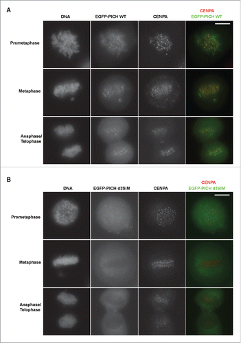 Figure 2. SIMs in PICH regulates centromere localization of PICH. (A) PICH WT localizes at the centromere/KT region during mitosis as previously shown. Ectopically expressed EGFP-PICH WT induced by doxycycline visualized in different mitotic stages of HeLa Tet-ON cells. Cells were subjected to immunofluorescence staining for CENPA antibody as a centromere marker. Right panel is the merged images with PICH in green and CENPA in red. White bar on the top right panel indicates 10 μm. (B) Localization of PICH d3SIM is drastically reduced at the centromere during mitosis. Similar to PICH WT, EGFP-tagged PICH d3SIM expression was induced and detected along with CENPA by immunofluorescence. White bar on the top right panel indicates 10 μm.