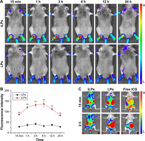 Figure 4 NIR fluorescence imaging in RA models. (A) NIR imaging of RA models with two symptomatic paws was performed at predetermined times after injection with iLPs and LPs, and stronger fluorescence signal in was detected in iLPs group than in LPs group, achieving high sensitivity for NIR fluorescence imaging by iLPs. (B) The semi-quantitative analysis of NIR fluorescence imaging in RA models with two symptomatic paws displayed that the fluorescence signal was always higher in iLPs group than in LPs group within 24 h (**P<0.01). (C) NIR imaging of RA models with one inflamed paw was performed at predetermined time intervals (15 min, 2 h) after injection with iLPs, LPs, or free ICG, and strong fluorescence signal was detected in inflamed joint (red arrow) and almost no signal was detected in normal joint (black arrow) in iLPs group, achieving high specificity for NIR fluorescence imaging by iLPs.Abbreviations: iLPs, ICG-liposomes decorated with iRGD; LPs, ICG-liposomes; ICG, indocyanine green; iRGD, targeting peptide (CRGDKGPDC); RA, rheumatoid arthritis; NIR, near-infrared.