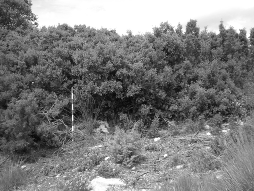 Figure 2.  Study area photograph with dense presence of kermes oak (Quercus coccifera).