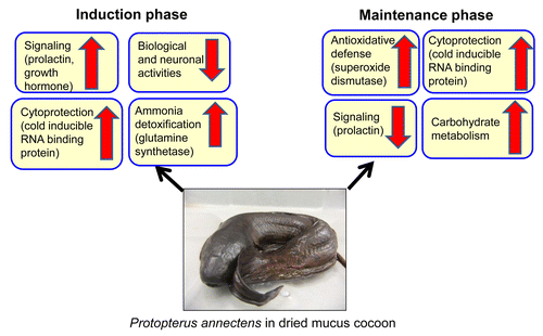 Figure 1. Changes occurring in the brain of Protopterus annectens aestivated in dried mucus cocoon during the induction (6 d) and maintenance (6 mo) phases of aestivation.