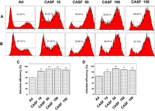 Figure 7 The infection efficiency of cells infected with Ad and CASF/Ad complex for 24 h. The flow cytometry images of (A) SMMC-7721 and (B) L-02 cells, and the corresponding histogram of infection efficiency of (C) SMMC-7721 and (D) L-02 cells. CASF 10 to CASF 150 represented cells were infected with the CASF/Ad complexes formed by coating Ad with CASF at concentrations of 10, 50, 100 and 150 μg/mL, respectively. Statistically significant in comparison with naked Ad, **p<0.01.Abbreviations: CASF, cationic Antheraea pernyi silk fibroin; Ad, adenovirus.