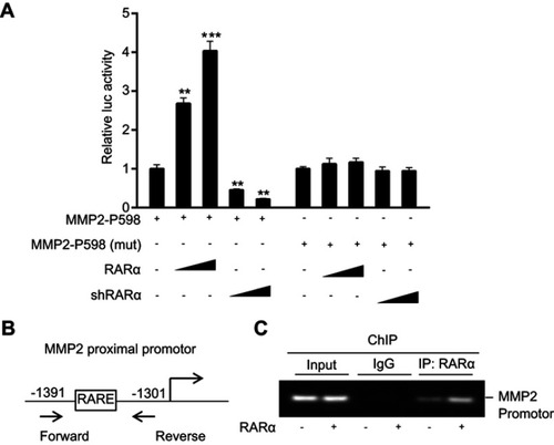 Figure 8 Recruitment of RARα to the MMP2 proximal promoter. (A) Dual-luciferase activity (that was subjected to normalization with renilla luciferase) of RKO line. A representative assay of independent and triplicate assays is displayed. (B) A representation of proximal promoter of MMP2. Forward and reverse primers were utilized in ChIP assay. (C) The assay showed recruitment of RARα to proximal promoter of MMP2 whether exogenous RARα was present or not. **P<0.05, ***P<0.01.